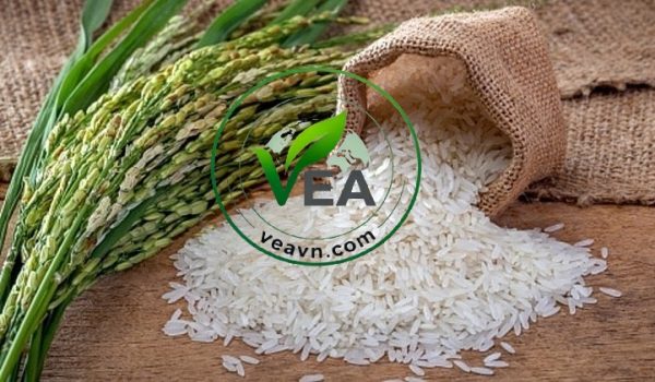 Global Rice Market & Trends