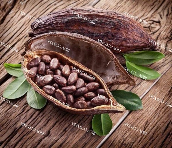 COCOA BEANS: Benefits, Uses, Nutrition, and Why Vietnam Is a Trusted Exporter