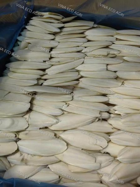 Bulk Cuttlefish Bone for Importers and Distributors Worldwide