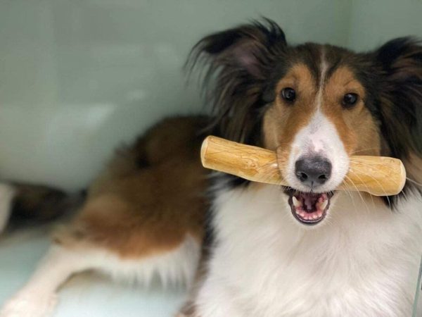 Coffee Wood Dog Chew Benefits: A Natural, Safe, and Long-Lasting Dog Chew