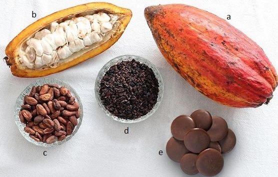 Cocoa Bean Suppliers: How to Choose Reliable Partners for High-Quality Cocoa