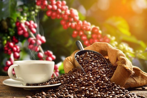 Bulk Coffee Beans Supply for International Coffee Roasters