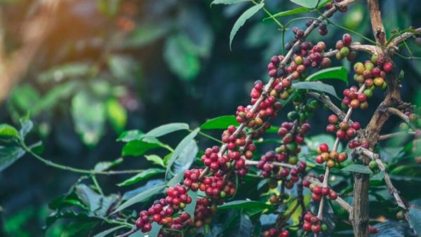 Vietnamese Coffee Beans: The 6 Most Popular Types
