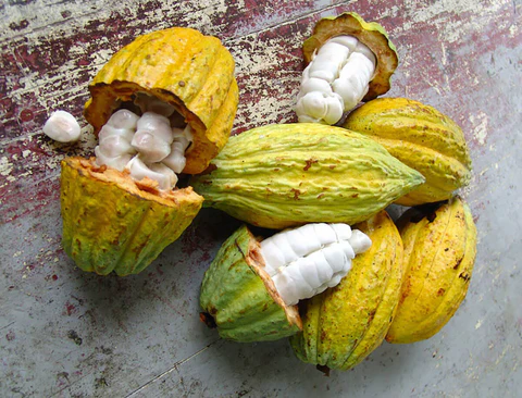The Nutritional Power of Cocoa Beans and Their Benefits for Health