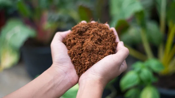 Coco Peat Manufacturer and Exporter from Vietnam – Sustainable Growing Media for Global Agriculture