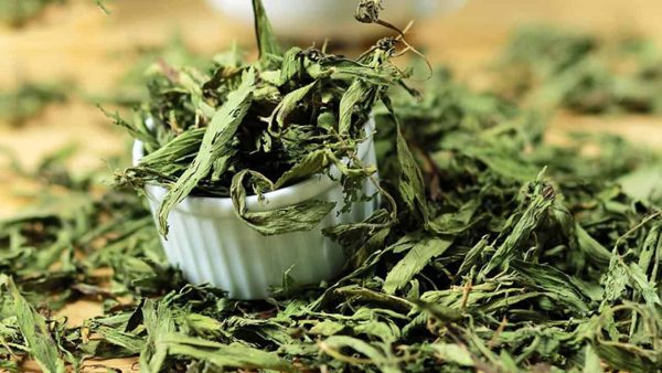 6 Tác dụng của cỏ ngọt sấy khô không phải ai cũng biết