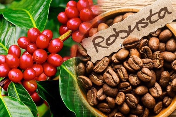 Coffee Buying Guide: How to Choose the Best Coffee Beans