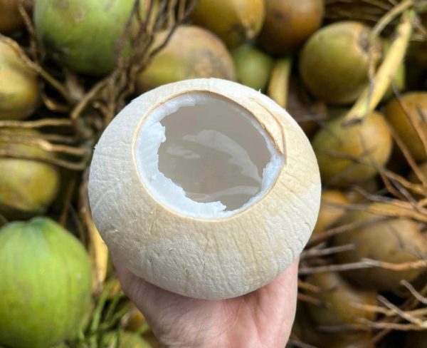 Vietnam Coconut – Premium Coconut Products from a Global Agricultural Powerhouse