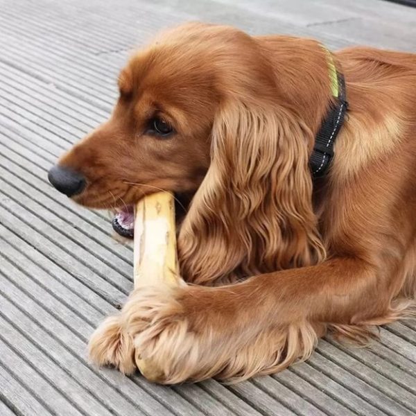 Top 6 Benefits of Coffee Wood Dog Chew for Your Dog’s Dental Health