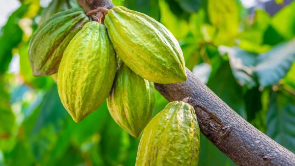 From Farm to Global Market: Cocoa Beans Benefits and Export Potential