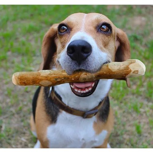 Coffee Wood Dog Chew for Dental Care