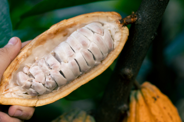 Vietnam Cocoa Beans Exporter: Quality You Can Trust