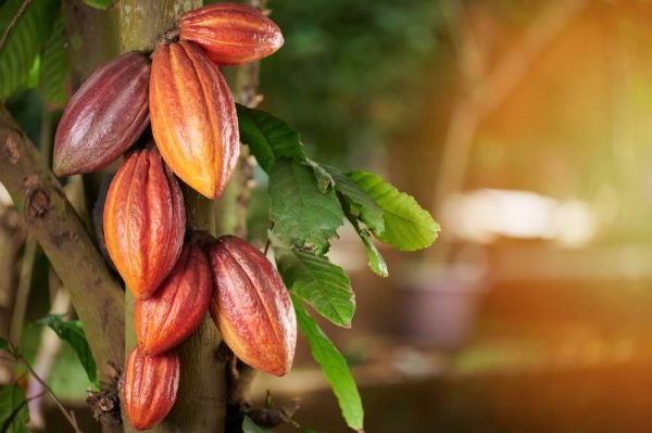 Why is 70% cocoa good for you?