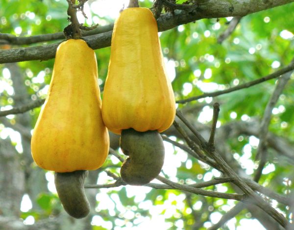 What Will Happen If We Eat Cashew Nuts Daily?
