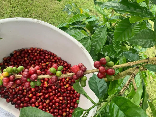 Vietnam Coffee Beans Supplier for Global Importers