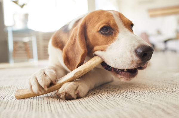 Coffee Wood Dog Chew Manufacturer & Exporter- Coffee Wood Dog Chew Supplier