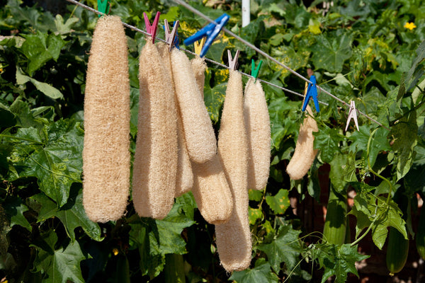 Top Benefits of Dried Loofah for Natural Skincare and Cleaning