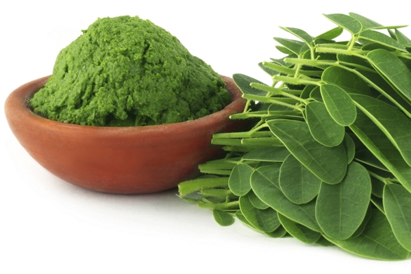 Vietnam Moringa Leaf Powder for Global Markets