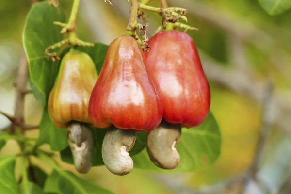 Cashew Nuts Manufacturer & Exporter You Can Trust-Cashew Nuts Suppliers