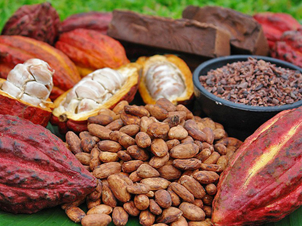 Cocoa Beans: Health Benefits, Nutritional Value and Daily Uses