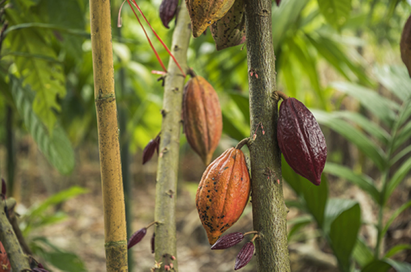 Why Cocoa Beans Are Valuable: Health Benefits and Global Export Demand