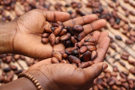 Top 10 Health Benefits of Cocoa Beans Backed by Science