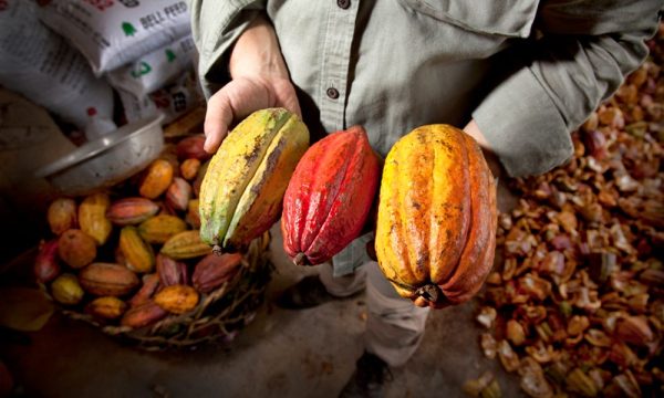 Cocoa Beans from Vietnam: Benefits, Uses and Export Opportunities