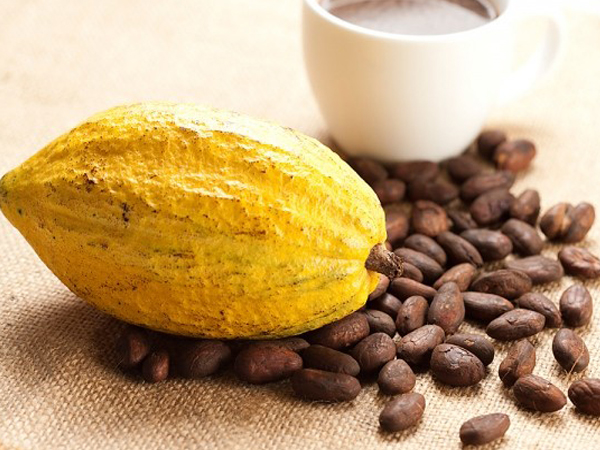 Cocoa Beans Industry: Uses, Benefits and International Export Market