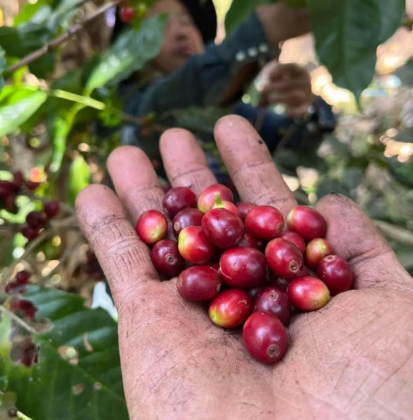 Coffee Beans Export: Global Market Opportunities and Trends