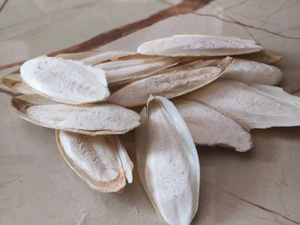 Cuttlefish Bone Manufacturer in Vietnam: Trusted Export Partner