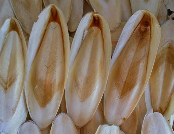 Why Importers Source Cuttlefish Bone from Vietnam