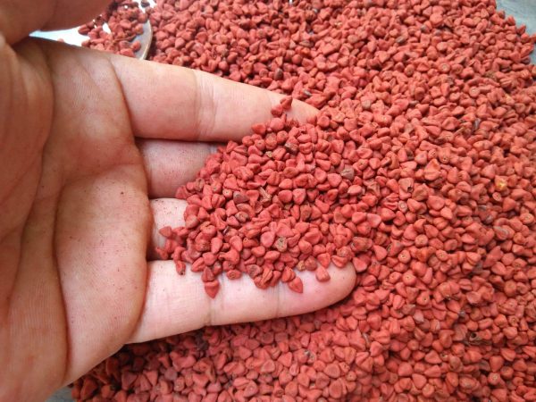 Reliable Annatto Seed Manufacturer & Exporter for Worldwide Markets