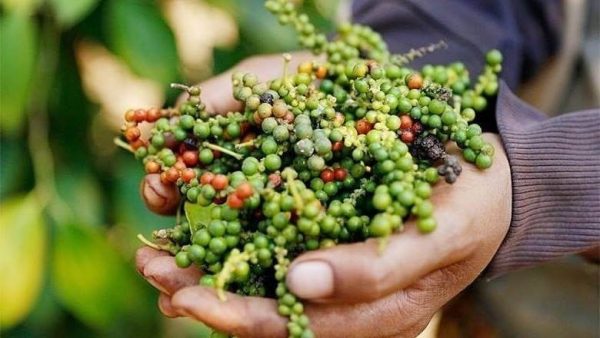 Vietnam Pepper Exporter – High Quality Black & White Pepper Supplier