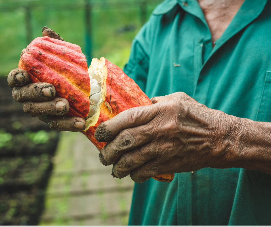 Cacao beans: how does growing location affect chocolate flavour?