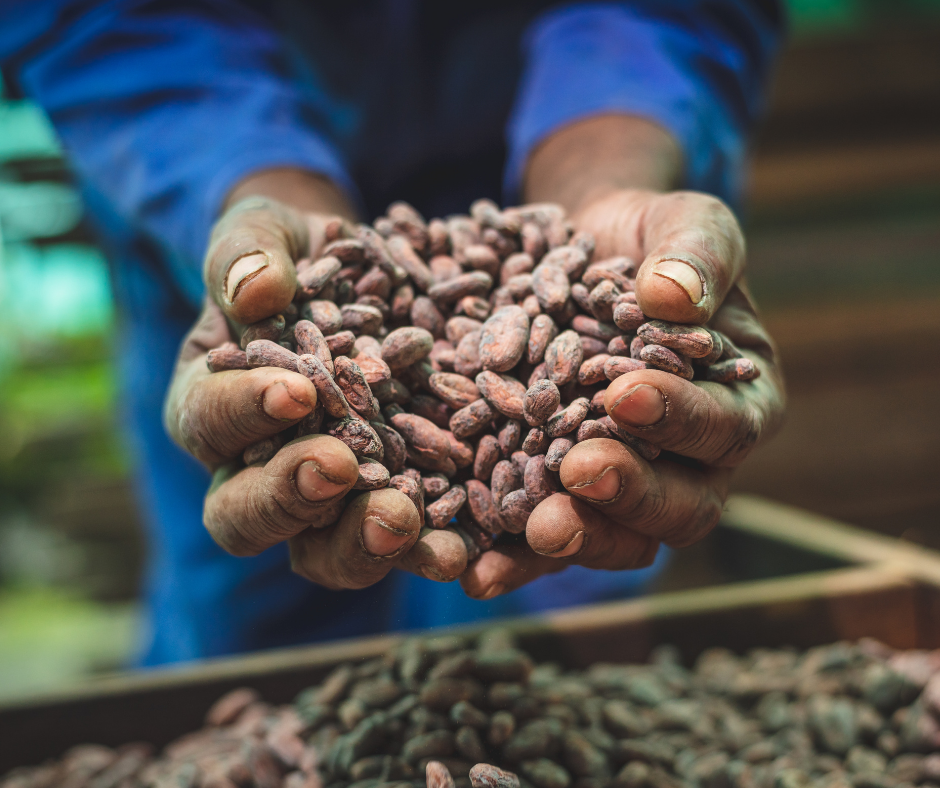 Cacao beans: how does growing location affect chocolate flavour?
