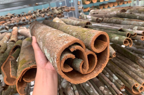 High-Quality Cassia for Export – Competitive Prices & Reliable Supply