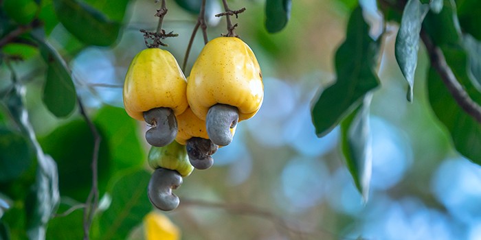 Top view of cashew nuts spilled on marble surface. Cashew nuts on marble table top. Top 10 Health Benefits of Cashew Nuts Backed by Science