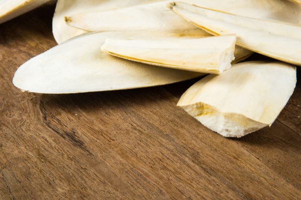 Natural Cuttlefish Bone Wholesale Supplier for Global Markets