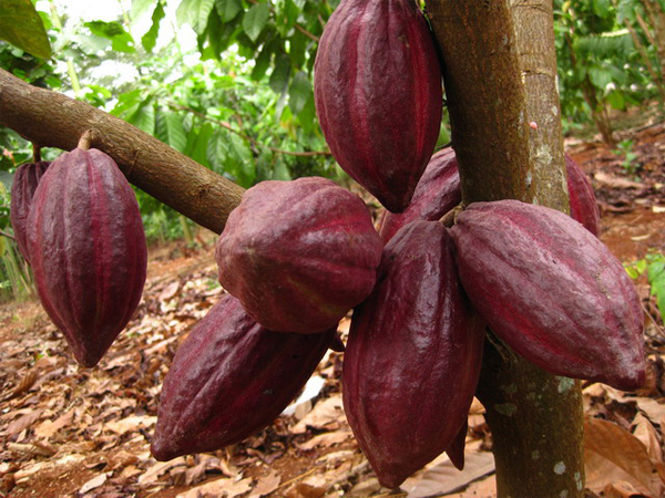 Top Health Benefits of Cocoa Beans and Why They Are a Superfood