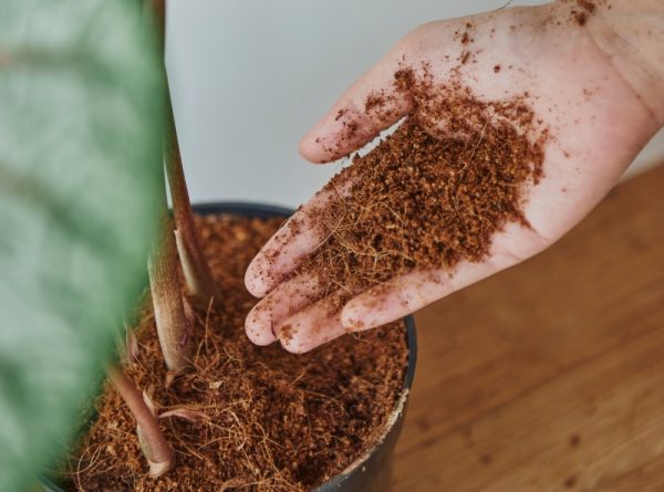 Vì Sao Mùn Xơ Dừa Được Sử Dụng Nhiều Trong Trồng Cây Và Thủy Canh?
