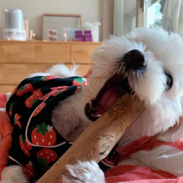Coffee Wood Dog Chew: The Natural and Safe Chew Toy for Dogs