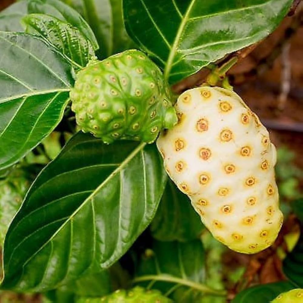 benefits of noni fruit