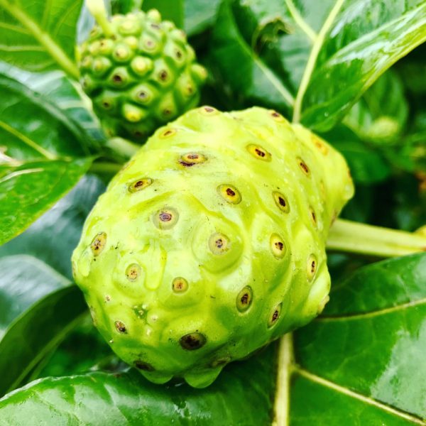 Top 10 Noni Juice Benefits for Health and Wellness