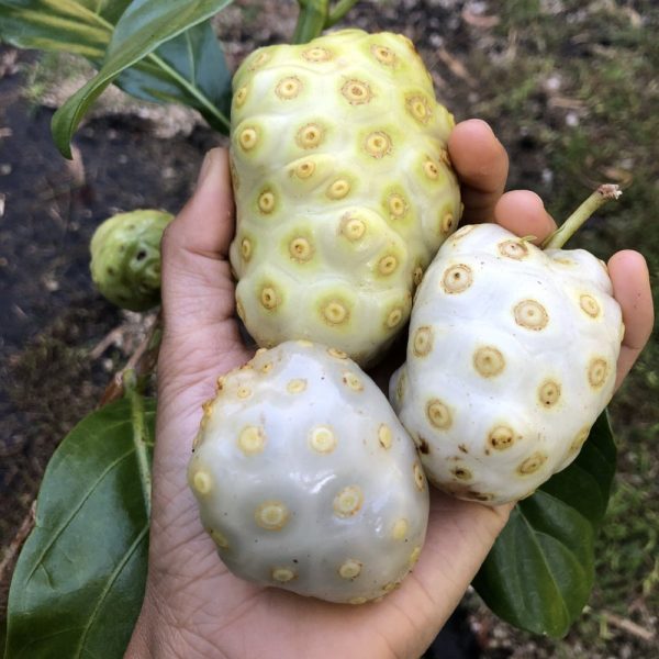 What Are the Benefits of Noni Fruit for Your Health?