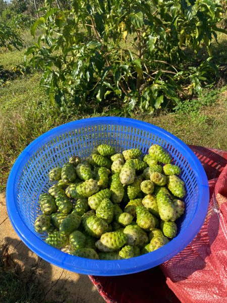 Top 10 Benefits of Noni Fruit for Health and Wellness