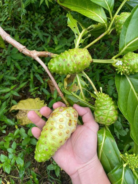 Benefits of Noni Fruit and Why You Should Drink Noni Juice Daily