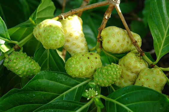 Pure Noni Juice Supplier Rich in Antioxidants & Nutrients
