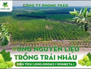 noni juice manufacturer