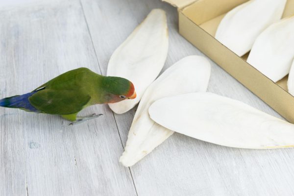 Cuttlefish Bone Manufacturer