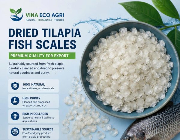 Tilapia Fish Scales Supplier from Vietnam | Premium Export Quality